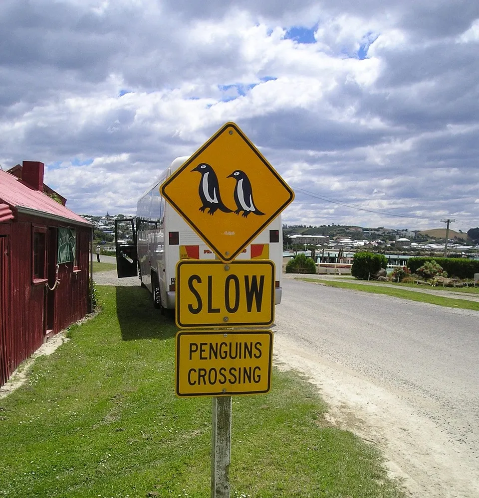 Open green landscape in New Zealand
